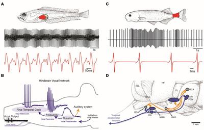 Vocal and Electric Fish: Revisiting a Comparison of Two Teleost Models in the Neuroethology of Social Behavior